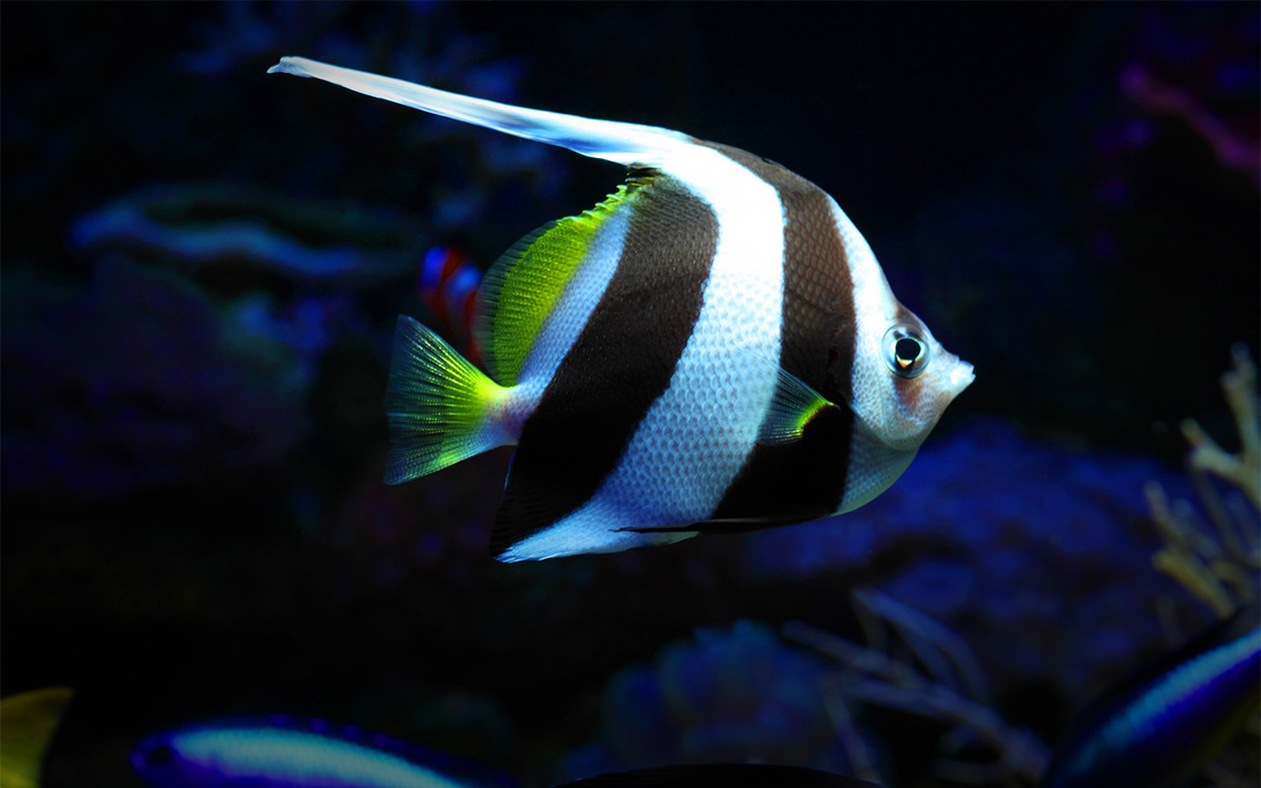 moez-aquarium-fish2-1600x1000