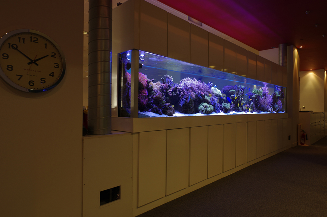 marine-reef-aquarium-bespoke-design-aquatic-centre-london_2017326