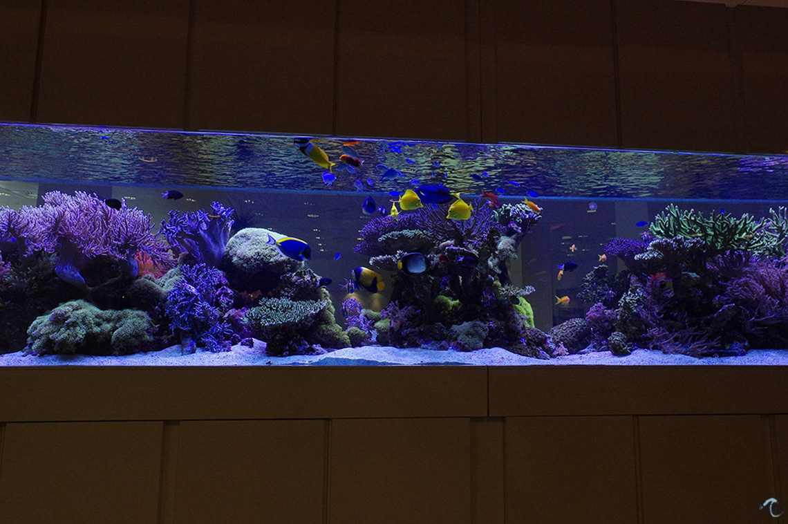 marine-aquarium-reef-aquatic-bespoke-design_2017333