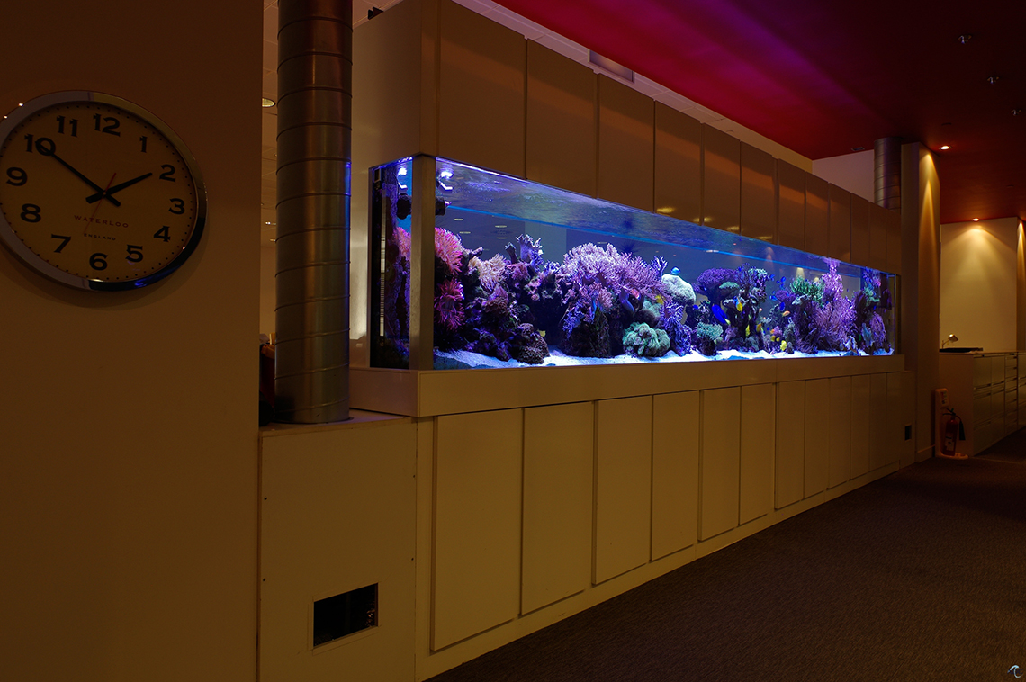 reef-marine-aquarium-aquatic-design-centre_2017326