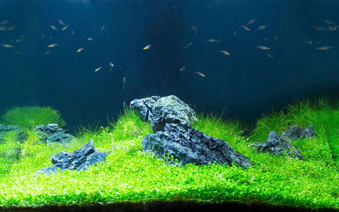 aquarium-architecture-Feng-Shui-02